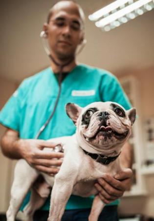 vet listening to dog's heart vet listening to dog's heart